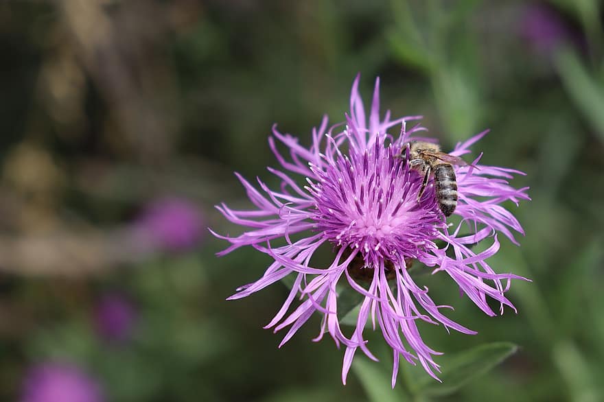 Knapweed, Flower, Bee, Insect, Animal, Pollination, Plant, Forest, Nature, Spring, Closeup