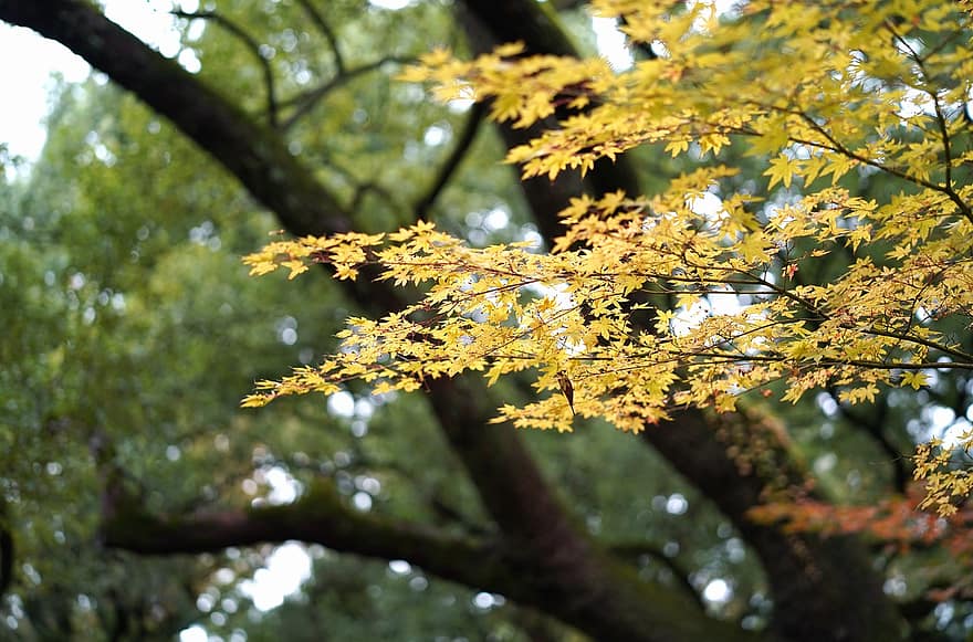 rudenī, koks, raksturs, sezonā, lapas, dzeltens, mežs, filiāle, augu, tuvplāns, zaļā krāsa