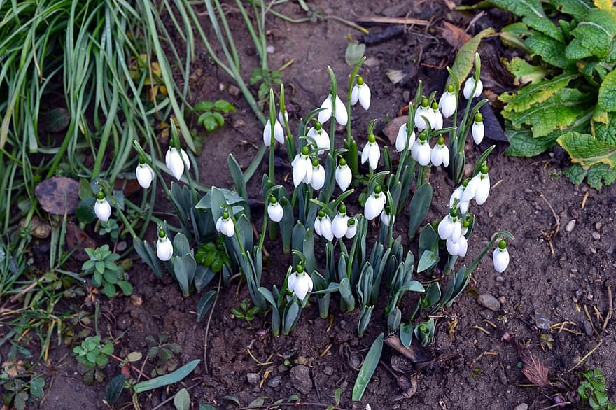 Flowers, Snowdrops, Spring, Photography