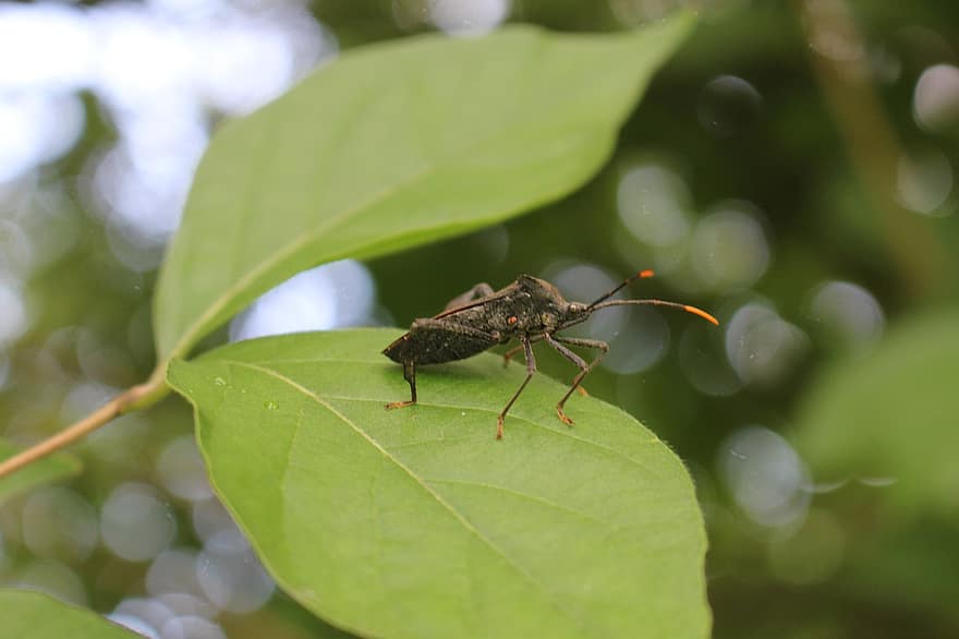 insetto, scarafaggio, le foglie