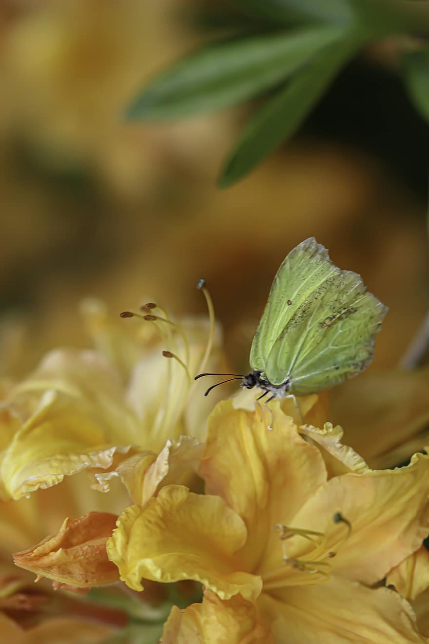 Butterfly, Azalea, Pollination, Yellow Flowers, Flowers, Macro, Nature, close-up, insect, yellow, plant