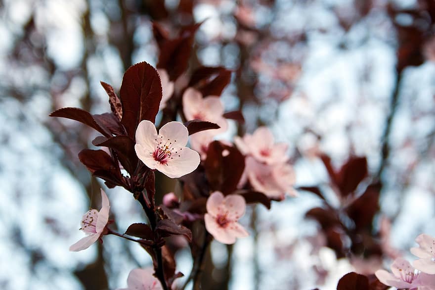 kirsikankukka, sakura, kukat, puu, haara, kukinta, kukoistava, luonto