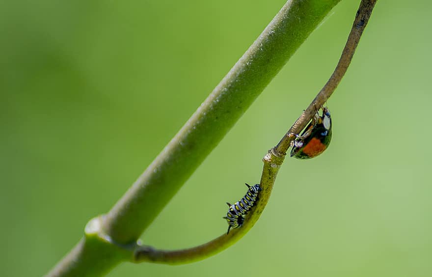 комаха, ентомологія, дикої природи, природи, гусениця, жук
