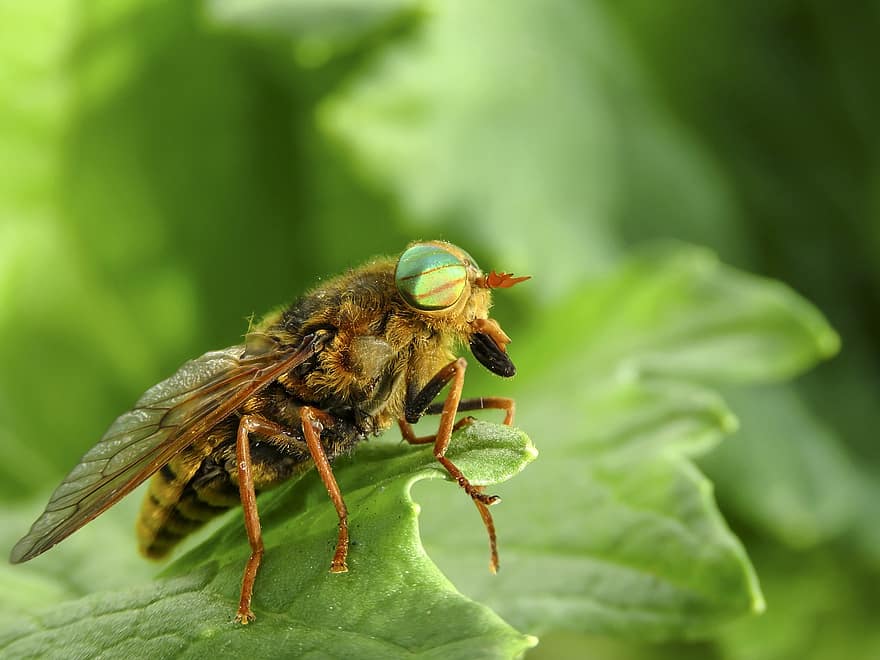 Horsefly, insectă, Tabanidae, ochi, macro, aripi, în vara anului, studiu, diptere, parazit, natură