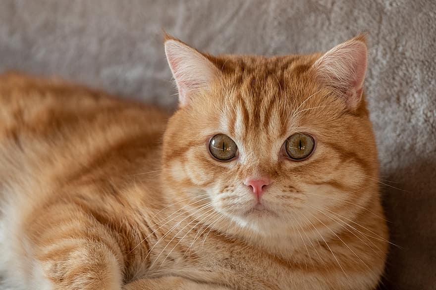 кошка, британская короткошерстная, котенок, полосатый, Красно-серебристый-классический, кошачьи глаза, мех, пушистый, мягкий, домашние питомцы, Домашняя кошка