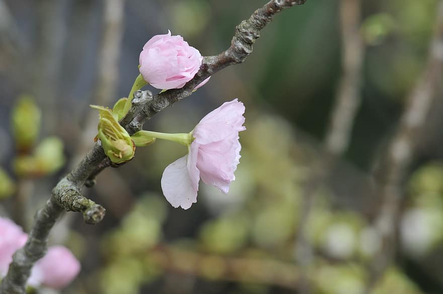 Sakura, Flowers, Cherry Blossoms, Petals, Bloom, Blossom, Flora, Spring Flowers, Nature
