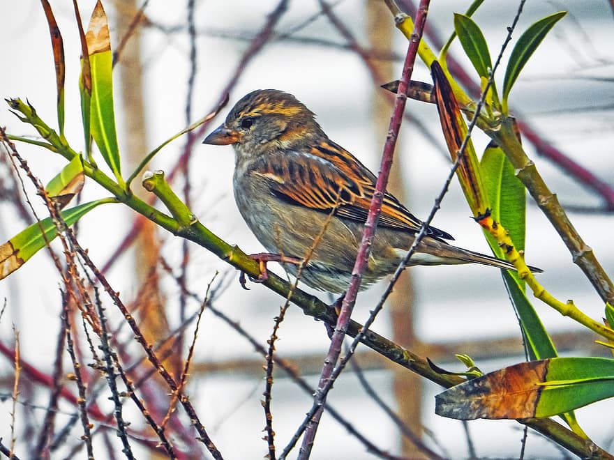Sparrow, Bird, Animal, Nature