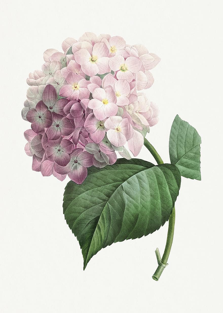 hortensia, Antikk trykk, kunsttrykk, Kunst, botanikk, blomster, mal