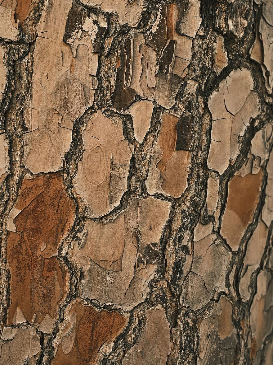 arbre, tronc, fusta, escorça, textura, naturalesa, macro