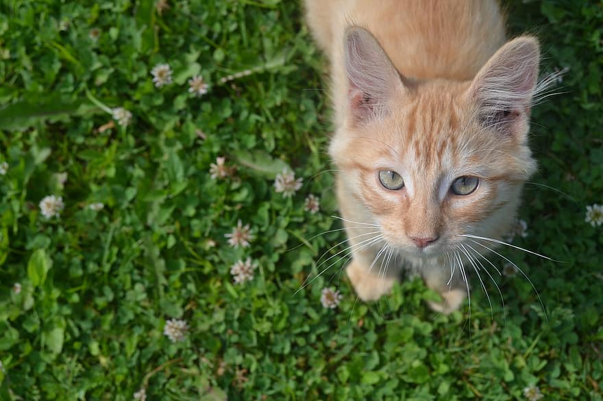 kotek, kot, koteczek, koci, krajowy, pomarańczowy kot, kocie oczy, ciekawy kot, trawa