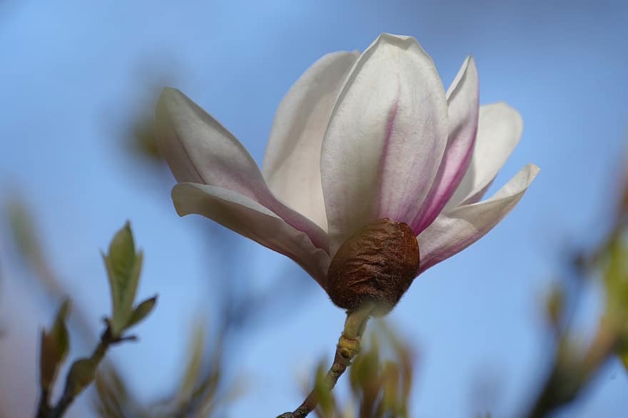 magnolia, biały kwiat, kwiat magnolii, kwitnąć, kwiat, drzewo magnolii, wiosna, zbliżenie, roślina, liść, głowa kwiatu