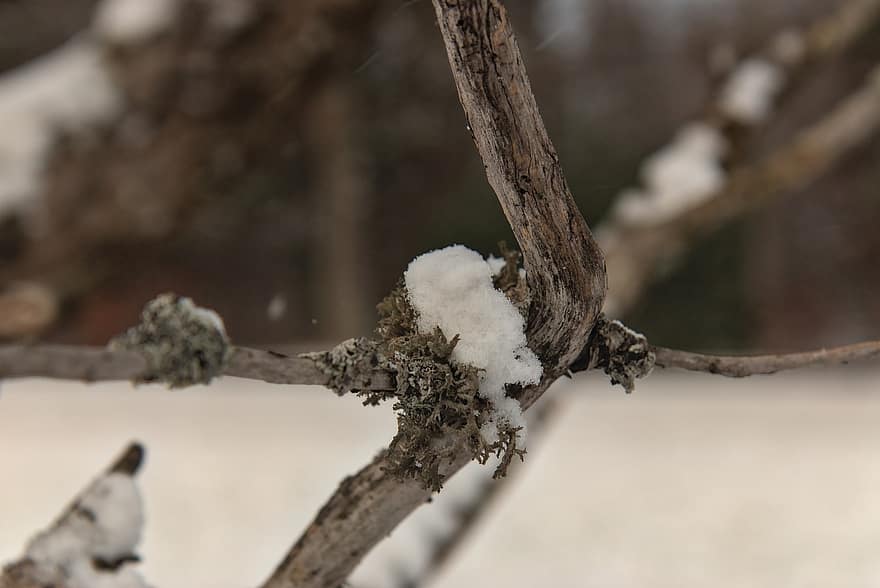 Snow, Winter, Branch, Nature, Cold, Christmas, tree, close-up, forest, season, plant