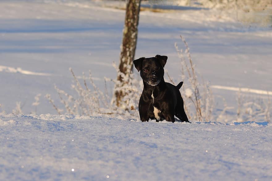 patterdalenterrieri, koira, lemmikki-, koiran-, eläin, turkis, kuono, nisäkäs, koiran muotokuva, eläinten maailma, talvi-