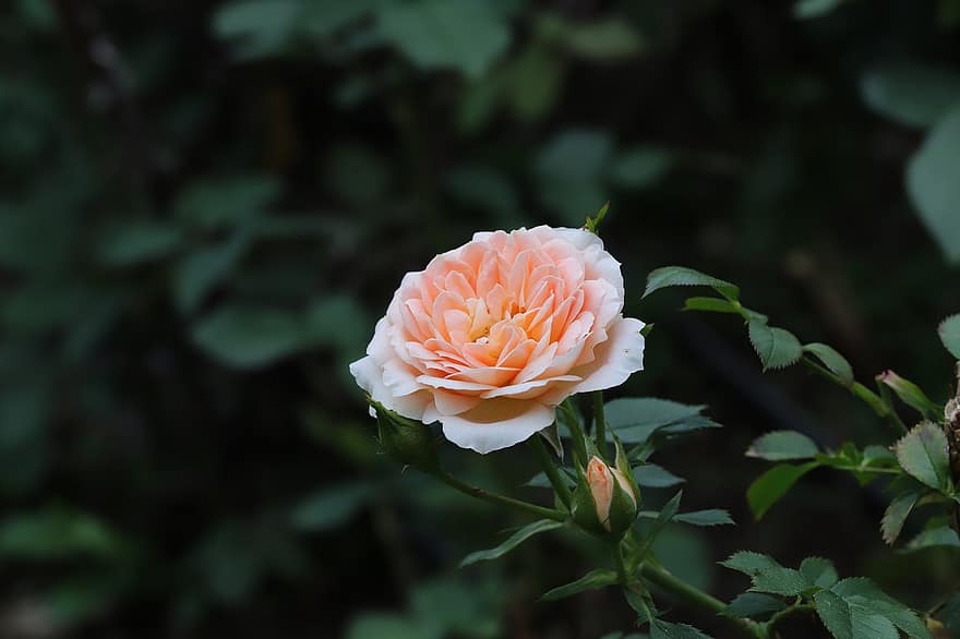 Rosa, rosa durazno, Flor de durazno, flor, primavera, jardín, pétalo, planta, de cerca, hoja, cabeza de flor