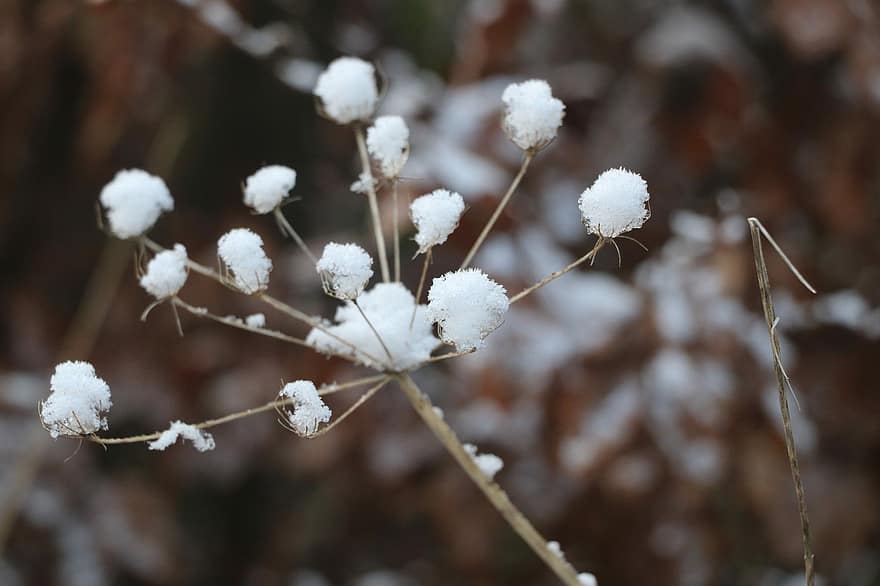 talvi-, lumi, kukka, kasvi, halla, jää, kuivattu kukka, lähikuva, kausi, haara, puun lehti