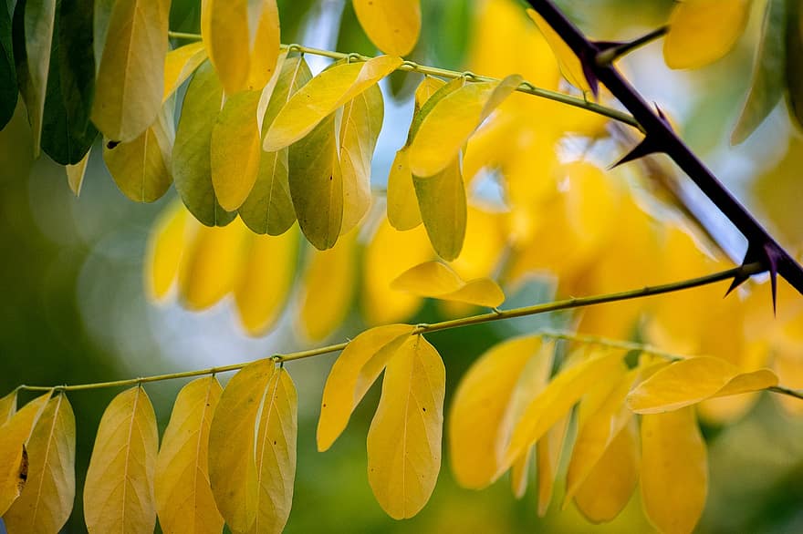 Leaves, Branch, Tree, Foliage, Yellow Leaves, Plant, Flora, Nature, Autumn, Fall