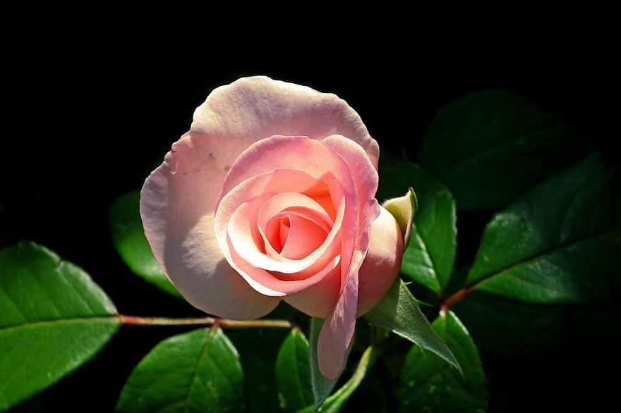 цвете, роза, розова роза, градина, цъфна роза, листенца, розови листенца, разцвет, цвят, флора, листа