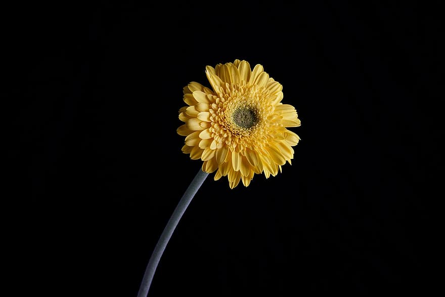 ดอกเดซี, ดอกไม้, ปลูก, วันวาเลนไทน์, ของขวัญ, เดซี่สีเหลือง, ดอกไม้สีเหลือง, กลีบดอก, เบ่งบาน, ดอก, กำลังบาน