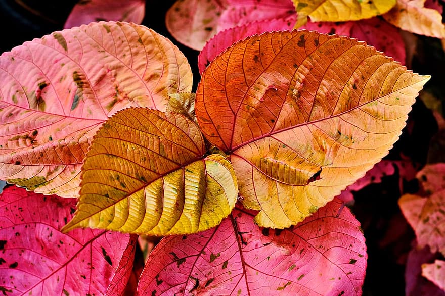 hojas, hojas rojas, rosado, hoja, otoño, de cerca, amarillo, temporada, planta, multi color, antecedentes
