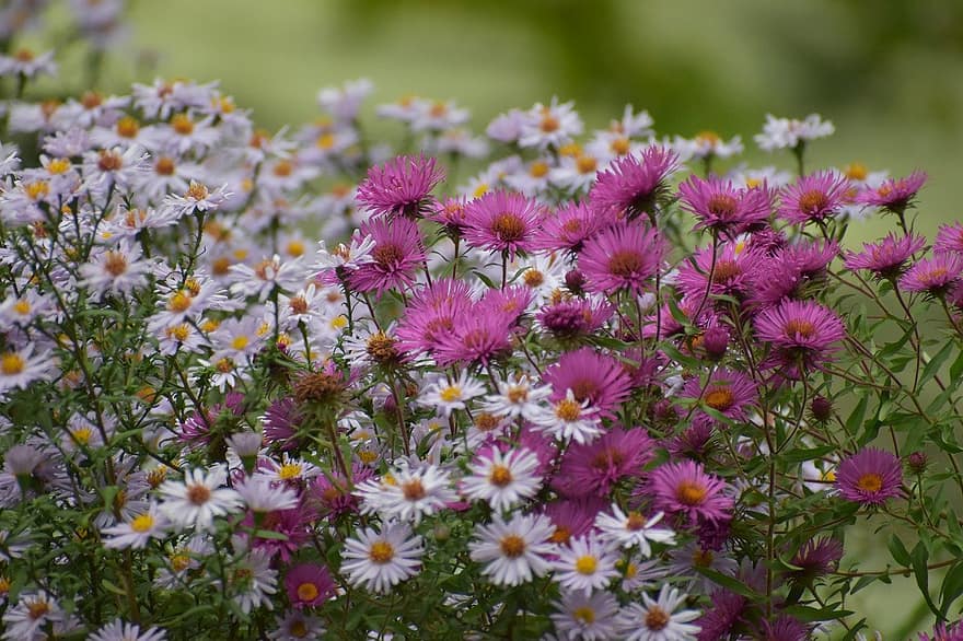 asters, blomster, hage
