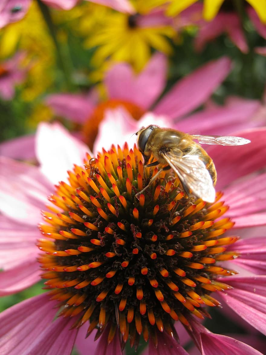 Flower, Hoverfly, Insect, Purple Coneflower, Echinacea Purpurea, Fly, Flower Fly, Syrphid Fly