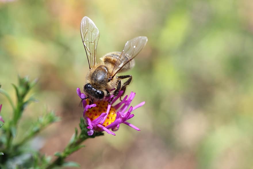 मधुमक्खी, पराग, सेचन, कीटविज्ञान, कीट, स्थूल फोटोग्राफी, क्लोज़ अप, bokeh, खिलना, फूल का खिलना, बगीचा