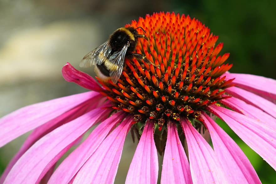 цвете, пчела, опрашване, градина, природа, растение, макро, земна пчела, насекомо, ехинацея, разцвет