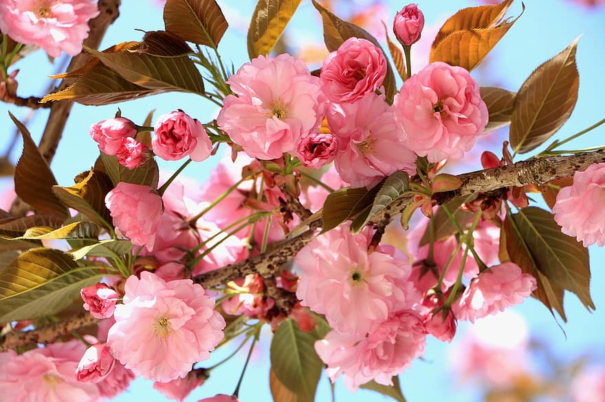 kersenbloesems, sakura, roze bloemen, natuur, de lente, flora, bloesems, bloeiende bloemen, blad, roze kleur, fabriek