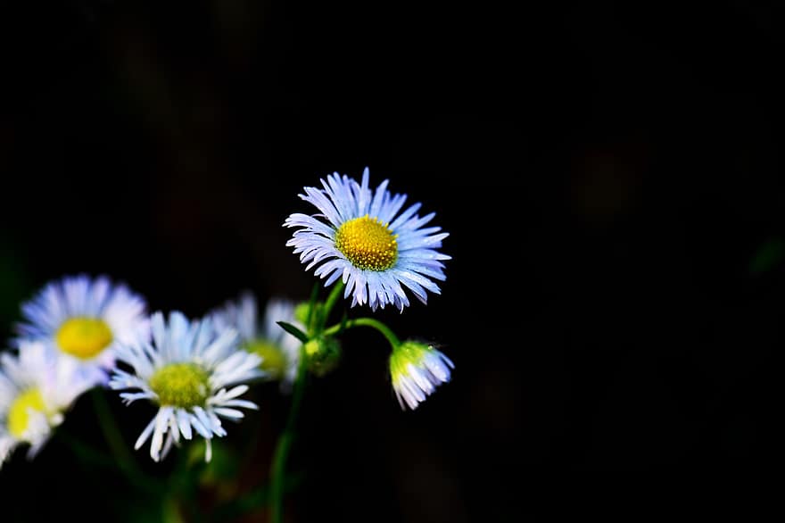 Daisy Fleabane, Blumen, Pflanze, Wildblumen, weiße Blumen, blühen, Flora, Natur