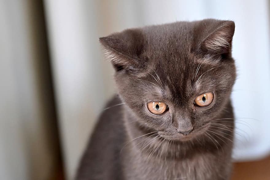 British Shorthair, Cat, Kitten, Pet, Cute, Eyes, Domestic Cat, Sweet, Young, Charming, Cat's Eyes