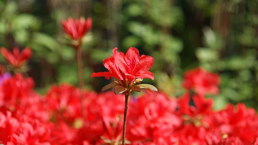 flor, pètals, Azalea Rhododendron Indicum, jardí, florua, planta, primer pla, full, multicolor, estiu, color verd