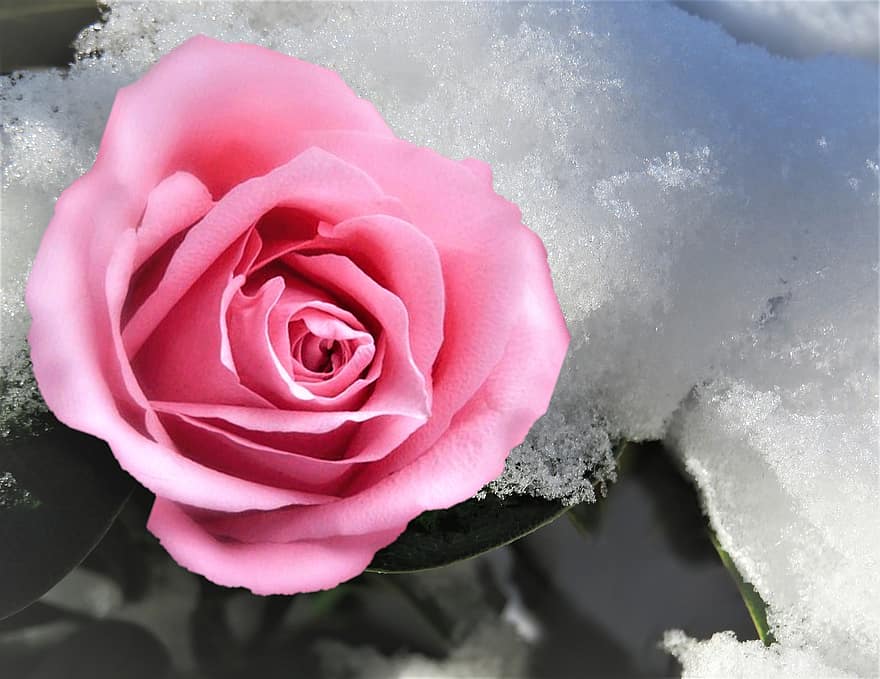 pieauga, zieds, sniegs, ziemā, skaistums, rožu ziedēšana, rozā roze, rozā zieds, ziedlapiņām, zied, augu