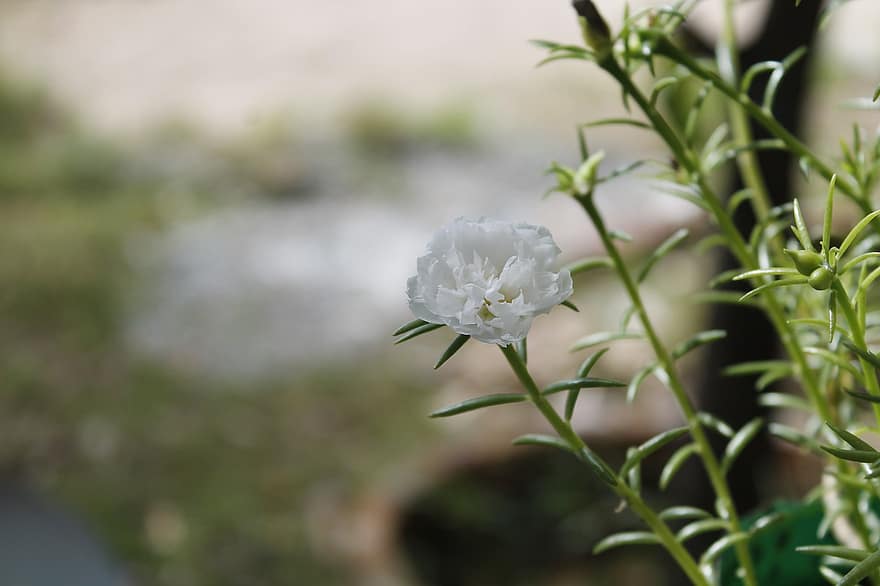 Rose Moss, Moss Ross, trandafir vietnamez, floare albă, grădină, plantă, floare, a închide, vară, frunze, cap de floare