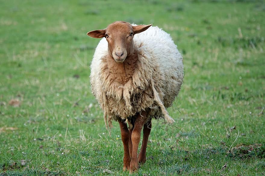 πρόβατο, ζώο, βοσκή, θηλαστικό ζώο, ζώα, μαλλί, γεωργία, αγρόκτημα, λιβάδι, γρασίδι, φύση