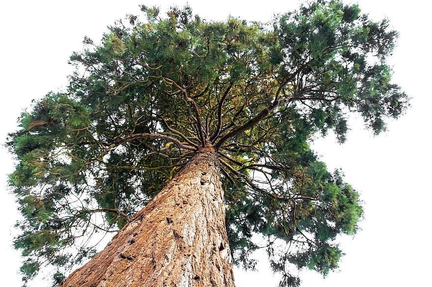sequoia, träd, växt, natur, perspektiv, brun, grön, enorm, stam, grenar, estetisk