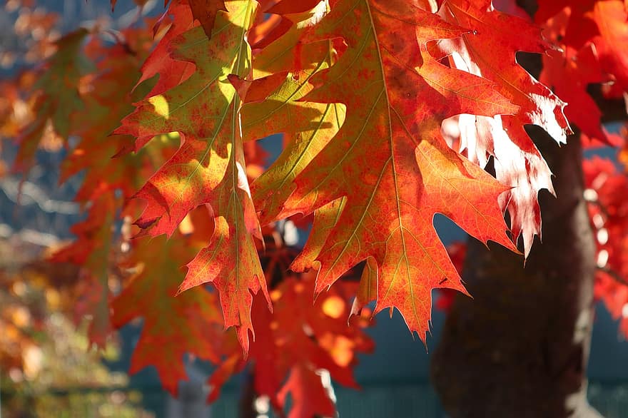 листья, природа, осень, падать, дуб, листва, лист, желтый, время года, разноцветный, дерево
