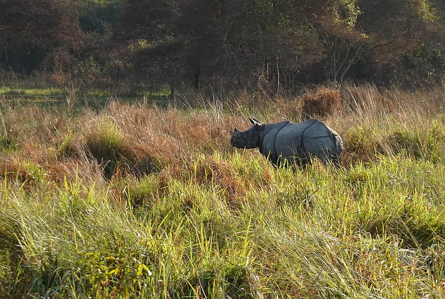 neshorn, ett horn, dyr, vill, dyreliv, truet, unicornis, Manas, nasjonalpark, helligdom, Assam