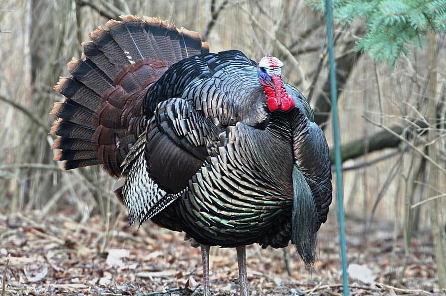 Bird, Turkey, Ornithology, Species, Fauna, Avian, Animal, Feathers