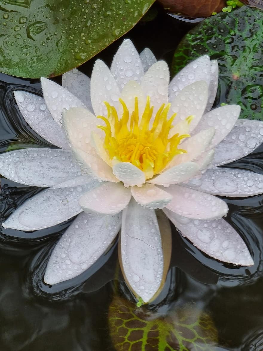 lotus, květ, rybník, voda, lotosový květ, bílá květina, okvětní lístky, bílé okvětní lístky, vodní rostliny, flóra