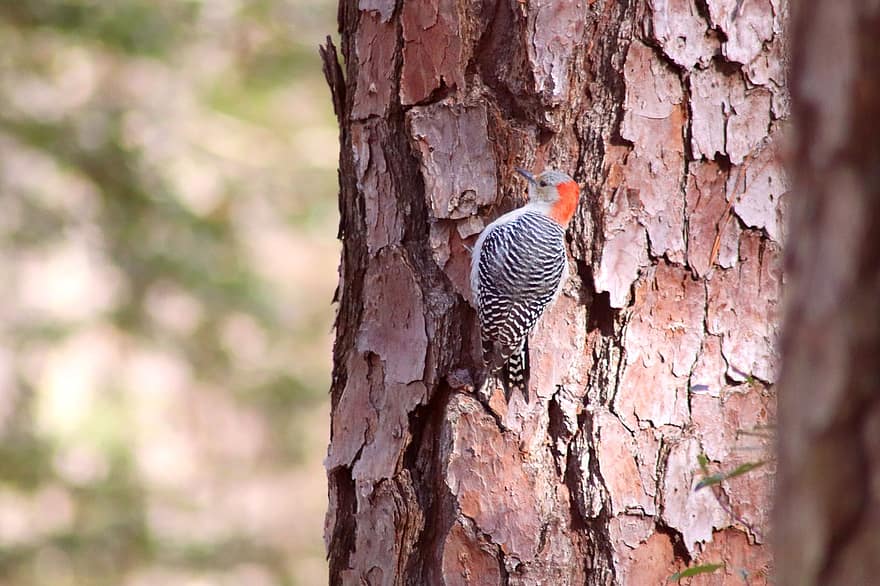 Bird, Woodpecker, Red Head, Red Headed Woodpecker, Bird Watching, Coastal Forest, Pine, Tree, Beak, Outdoors, Woods