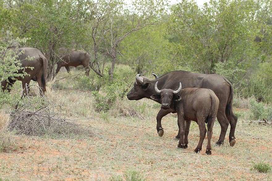 buffel, kalv, däggdjur, horn, stor femma
