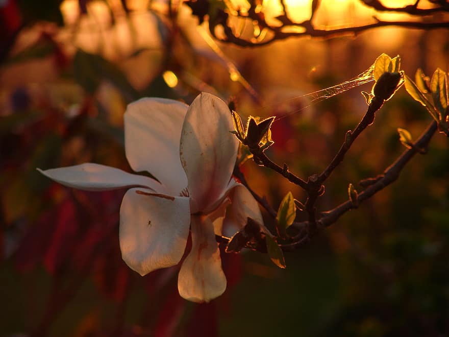 magnolia, auringonlasku, kukka, luonto, kukinta, hämähäkinverkko