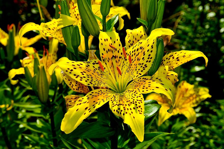 Tiger Lily, Blumen, Pflanze, Lilie, gelbe Blumen, Blütenblätter, blühen, Garten, Natur