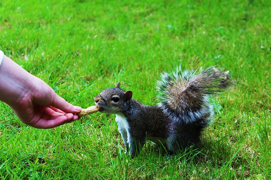 scoiattolo, chipmunk, roditore, soffice, parco, erba, spuntino, persona, cibo