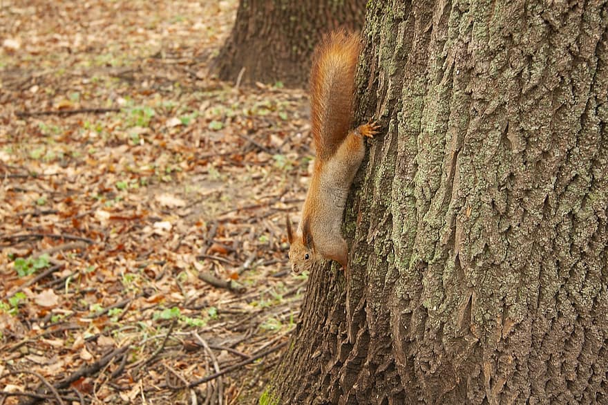Squirrel, Tree, Trunk, Bark, Rodent, Foraging, Wildlife, Forest, Wilderness, Nature, Animal