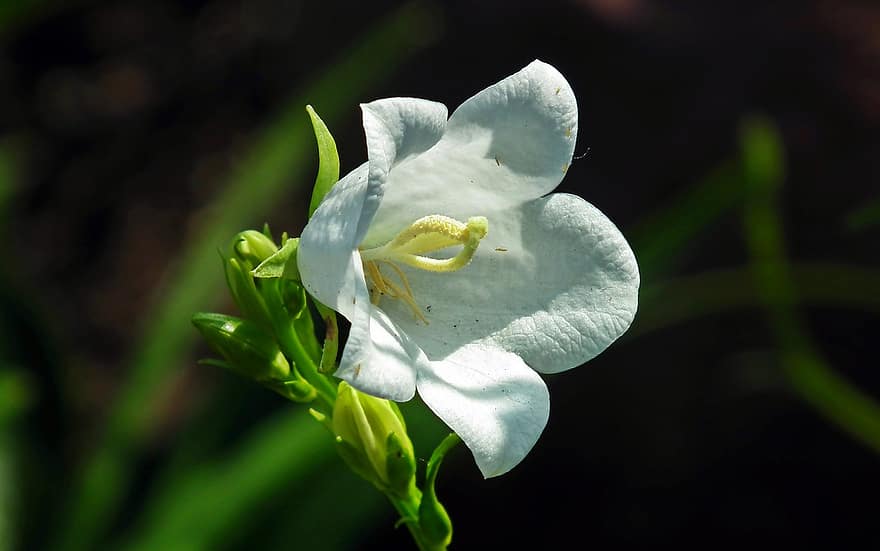 carpatin, floare, Bellflower, floare albă, petale, albe de petale, a inflori, inflori, floră, floricultura, horticultură