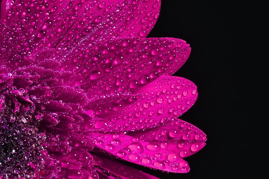 Blume, Rosa, Tau, Tautropfen, Wassertropfen, nass, feucht, Blütenblätter, pinke Blume, rosa Blütenblätter, blühen