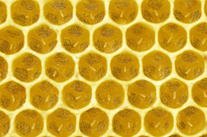 včely, včelařství, hmyz, včelí med, zvíře, Příroda