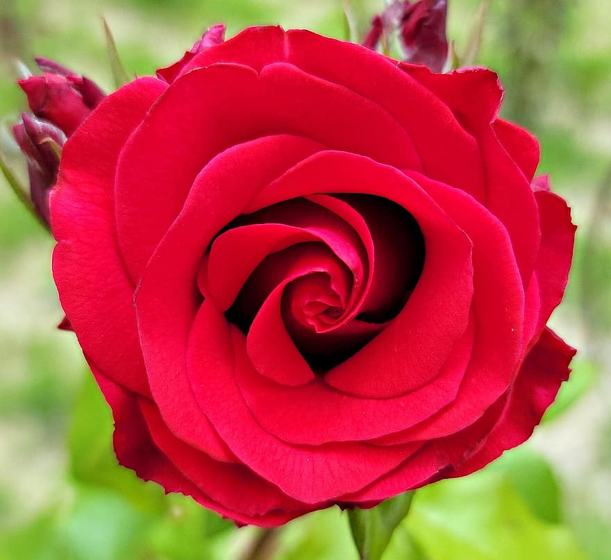 rød, Rose, blomst, kronblade, rød rose, rød blomst, røde kronblade, flor, blomstre, rosenblade, rose blomst