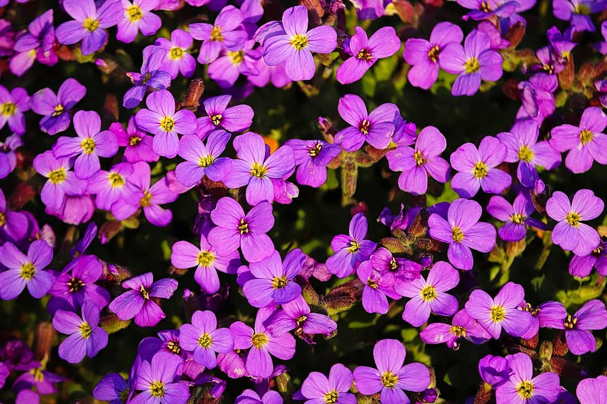 アウブリータ、フラワーズ、植物、紫色の花、花びら、咲く、花、フローラ、観賞用、庭園、春